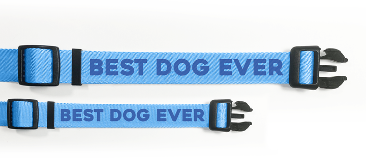 Best Dog Ever (Blue) Dog Collar