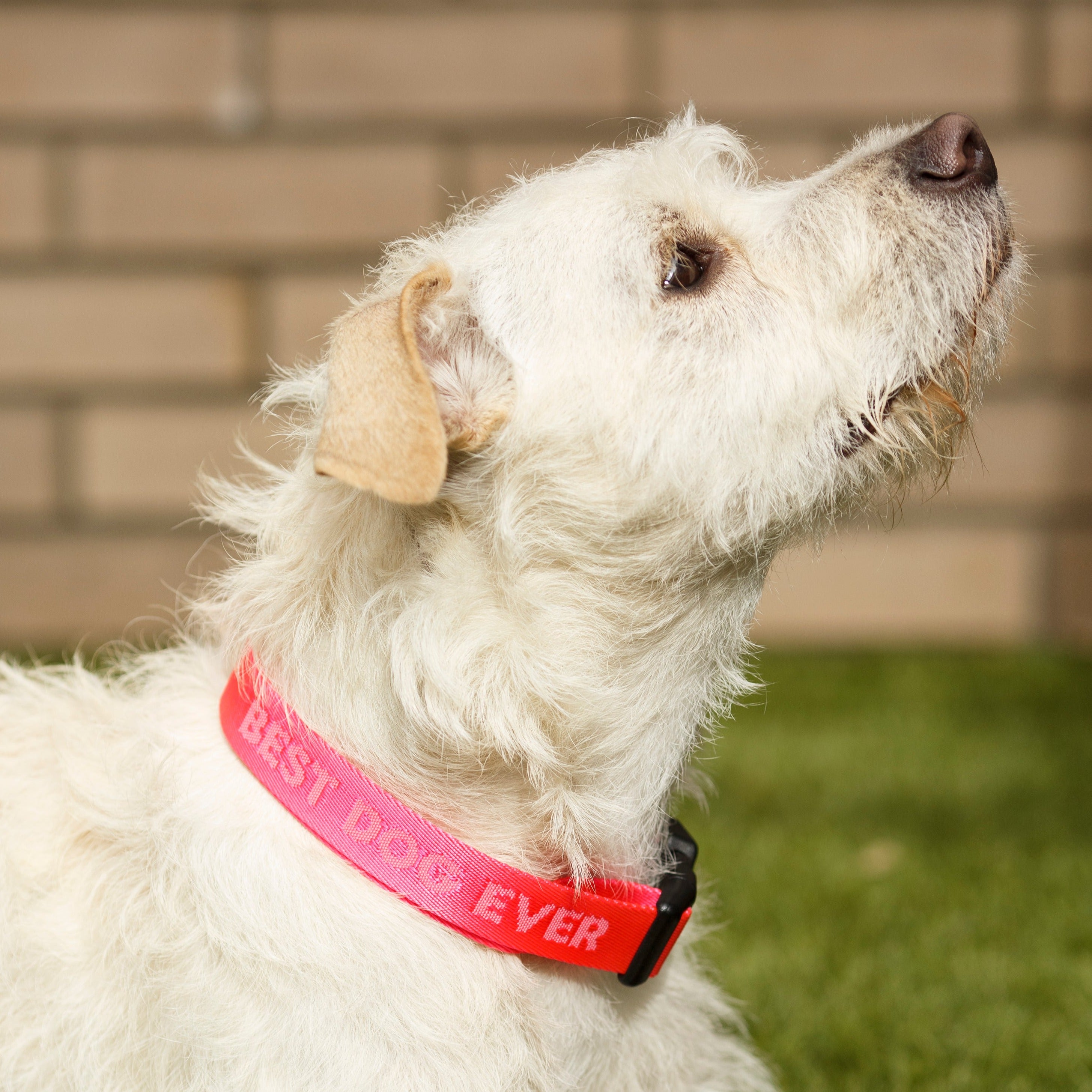 Best Dog Ever Pink Dog Collar Pretty Alright Goods