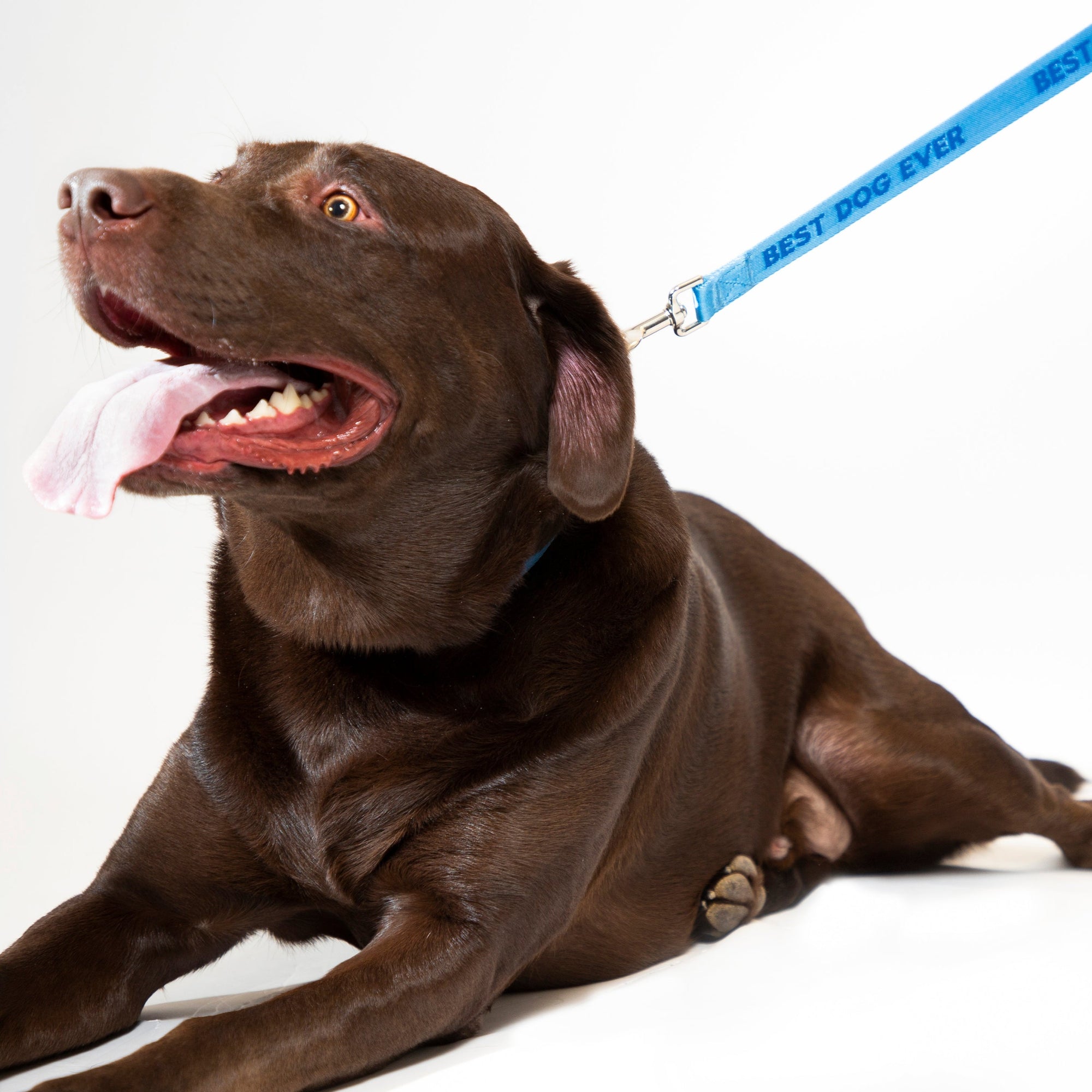 Best Dog Ever Dog Leash