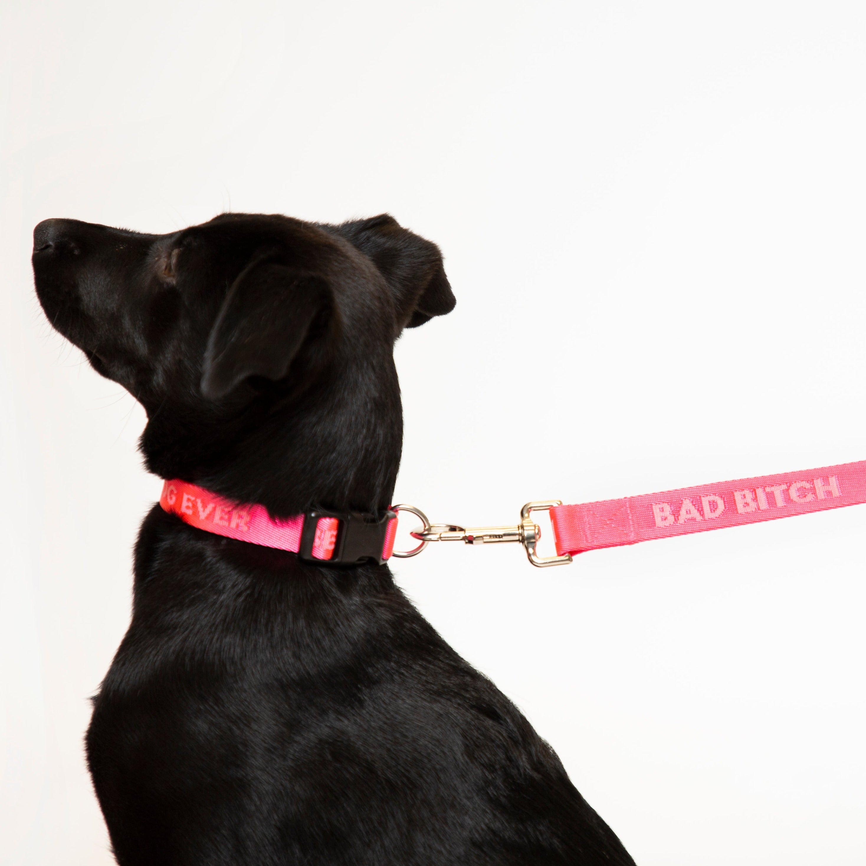 Pets at home dog fashion leads