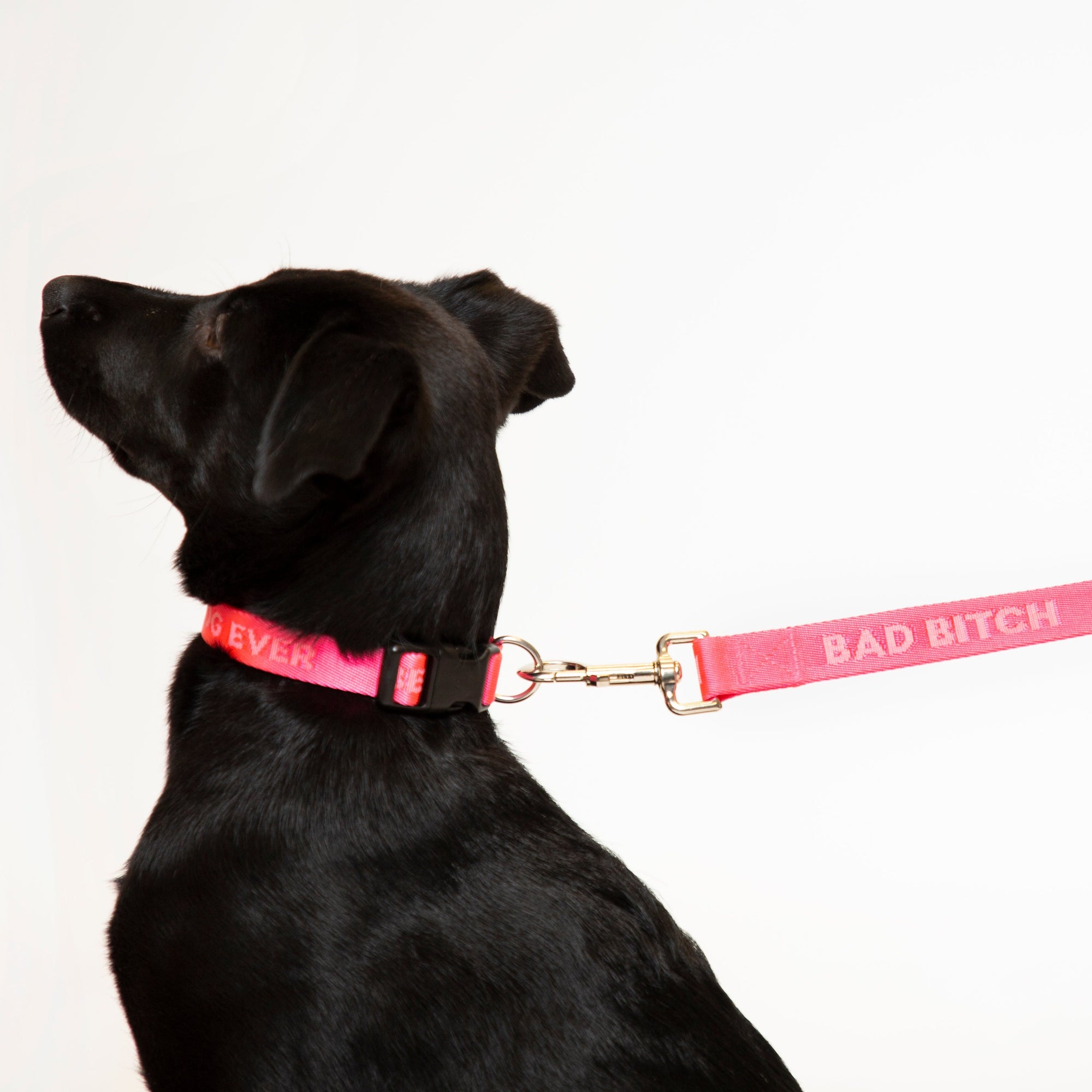 Bad Bitch Dog Leash