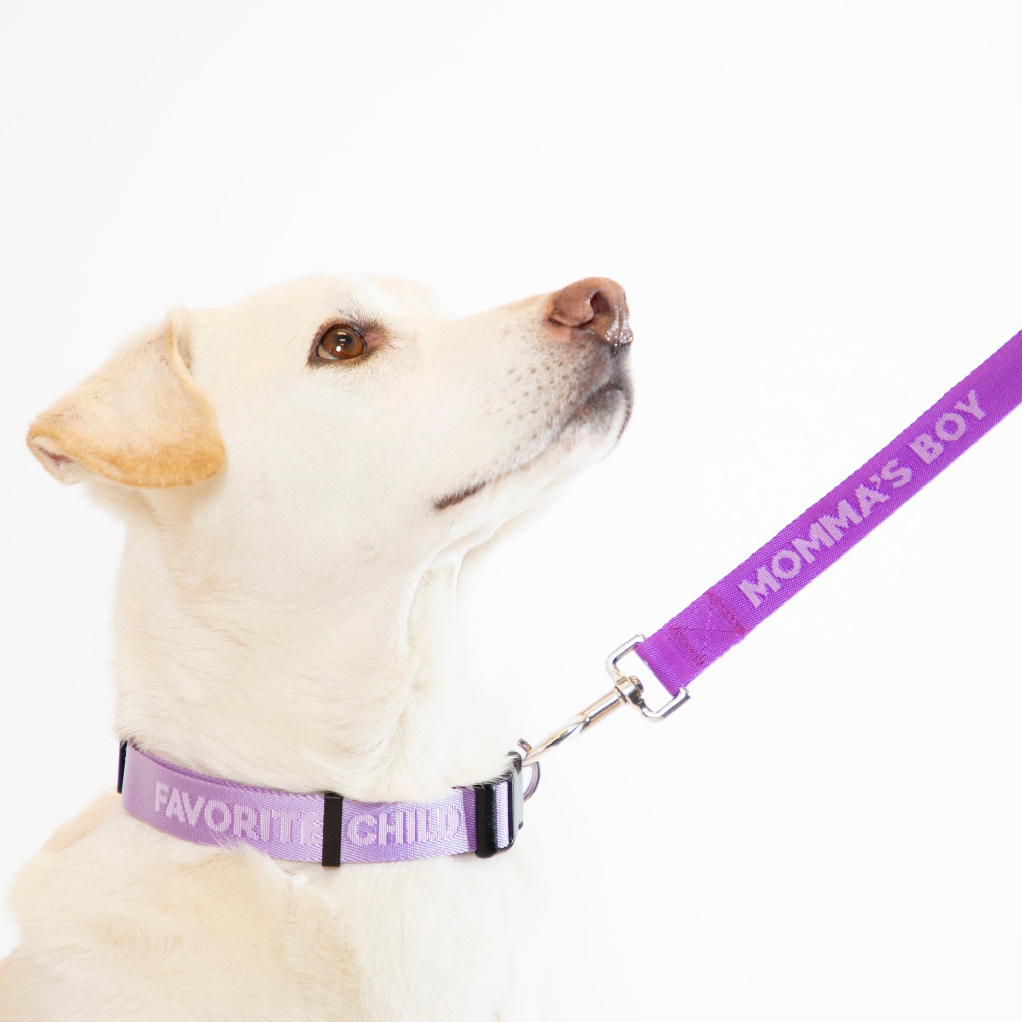 Momma's Boy Dog Leash