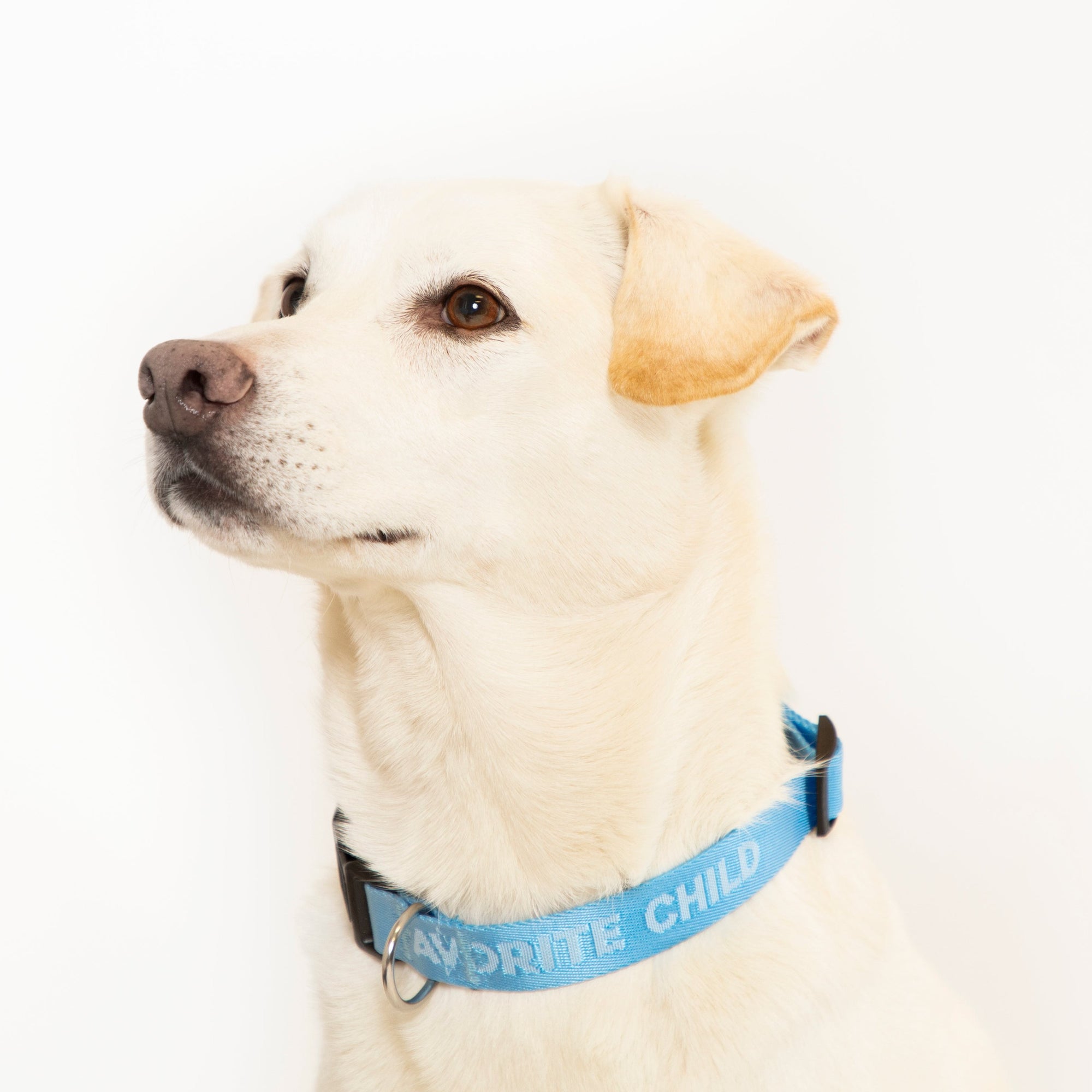 Favorite Child (Sky Blue) Dog Collar