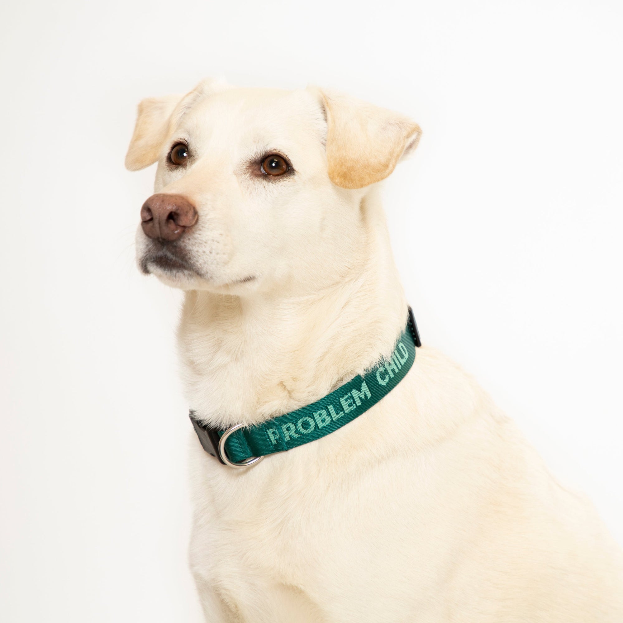 Problem Child (Teal) Dog Collar