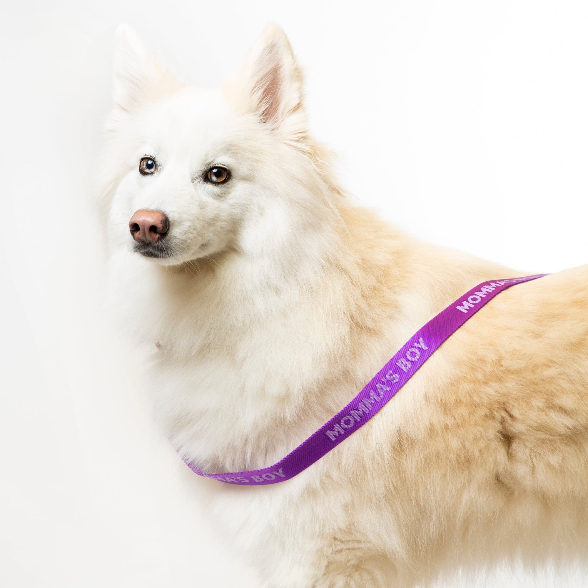 Momma's Boy Dog Leash