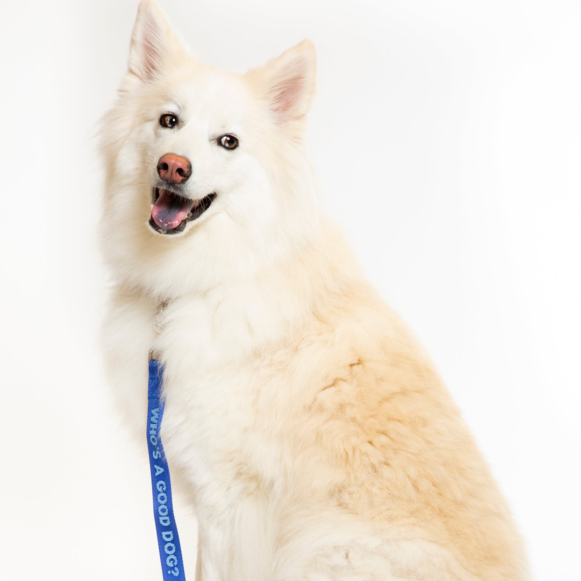 Good Dog Dog Leash