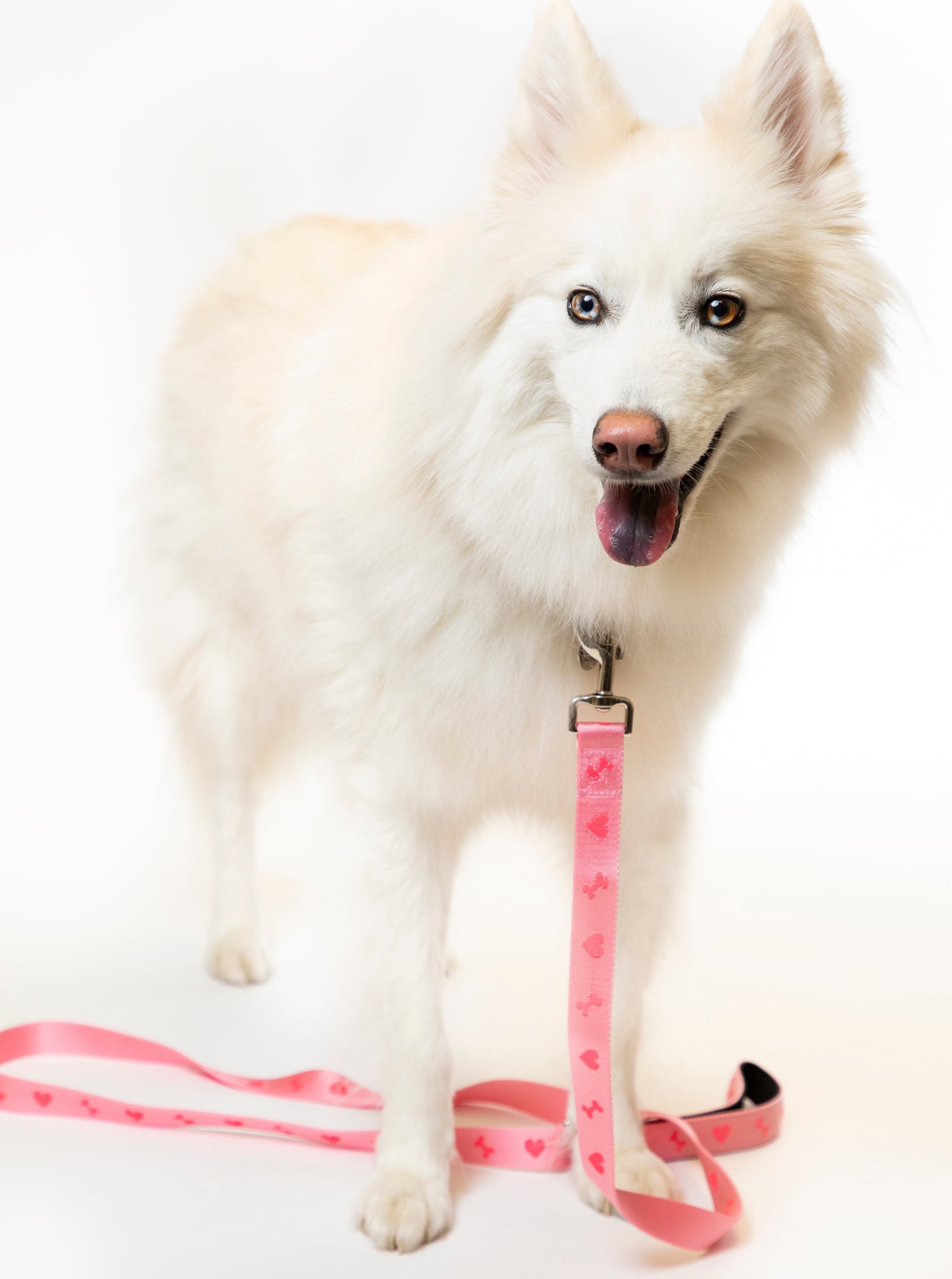 Bones & Hearts Dog Leash