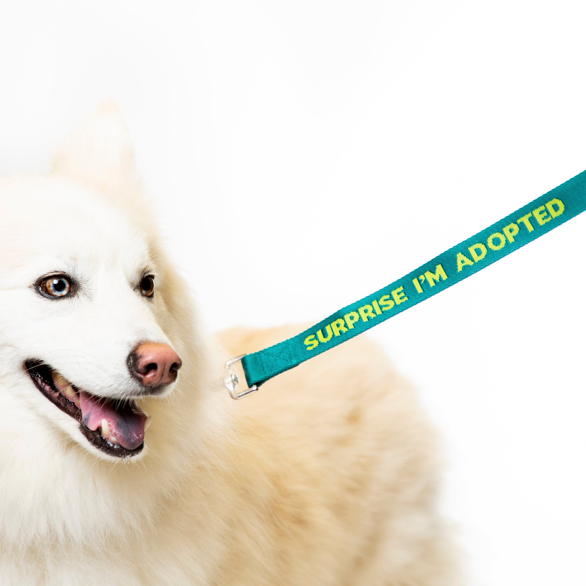 Surprise Adopted Dog Leash