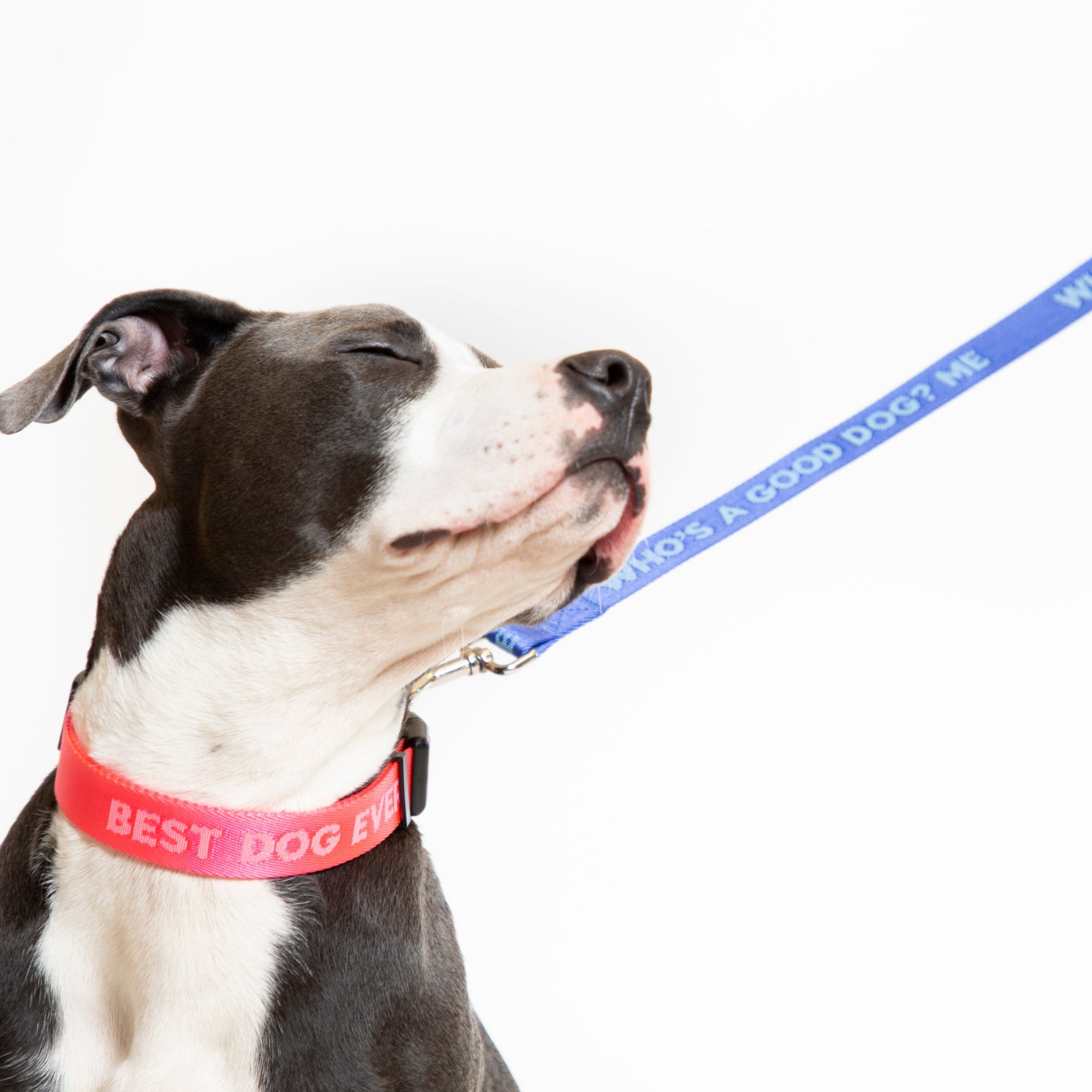 Good Dog Dog Leash