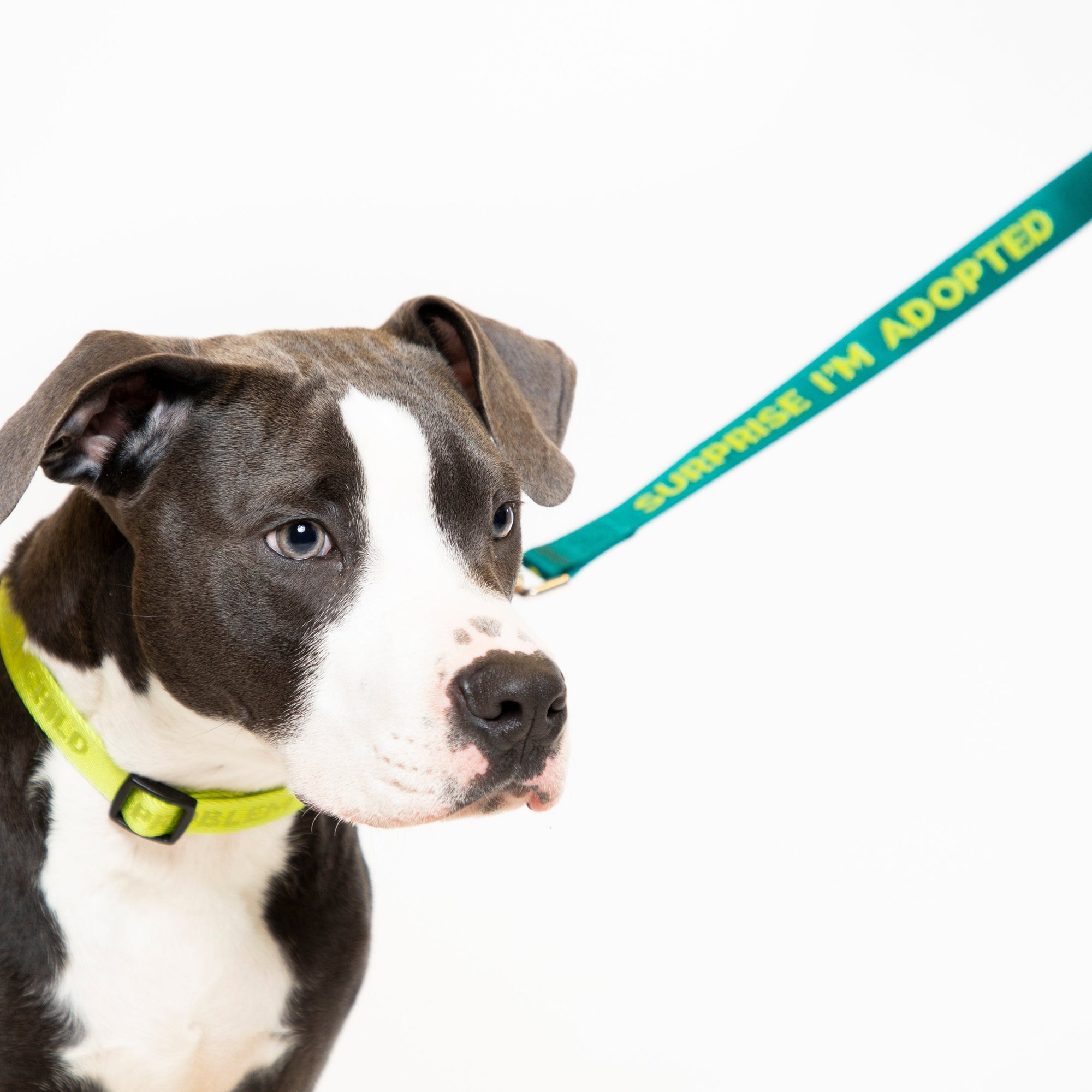 Surprise Adopted Dog Leash