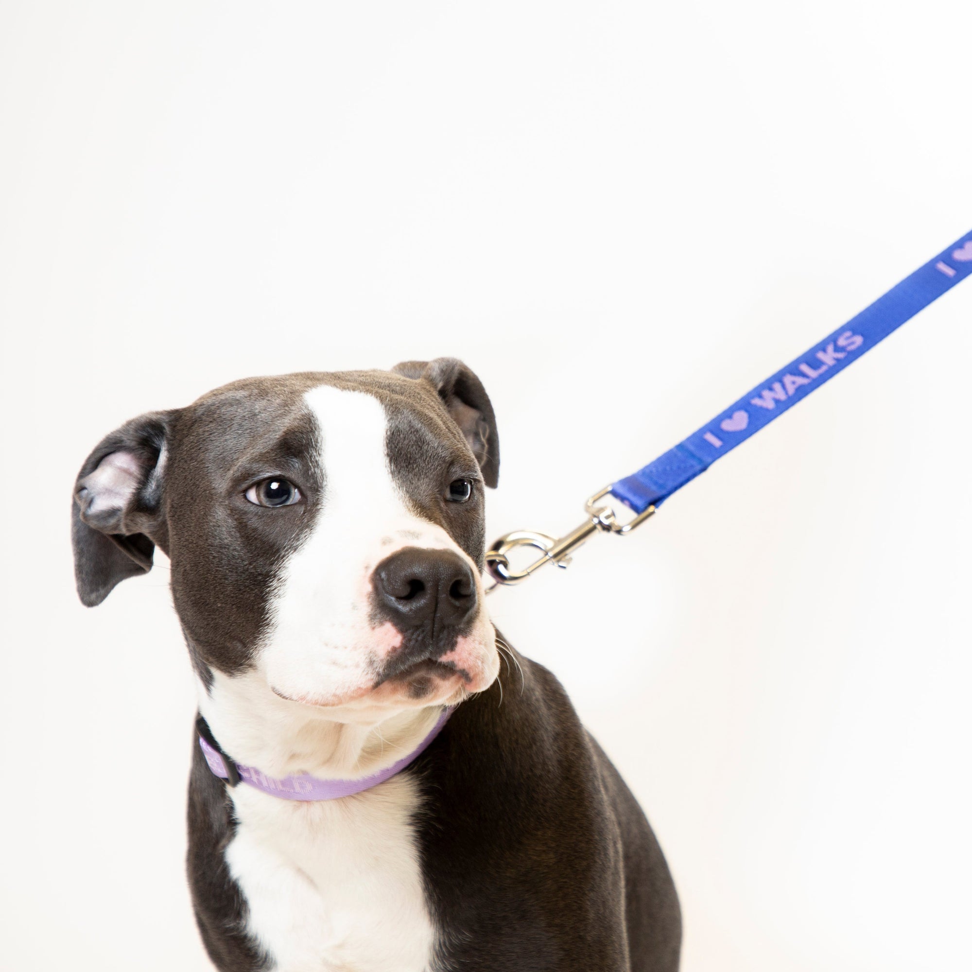 I Love Walks Dog Leash