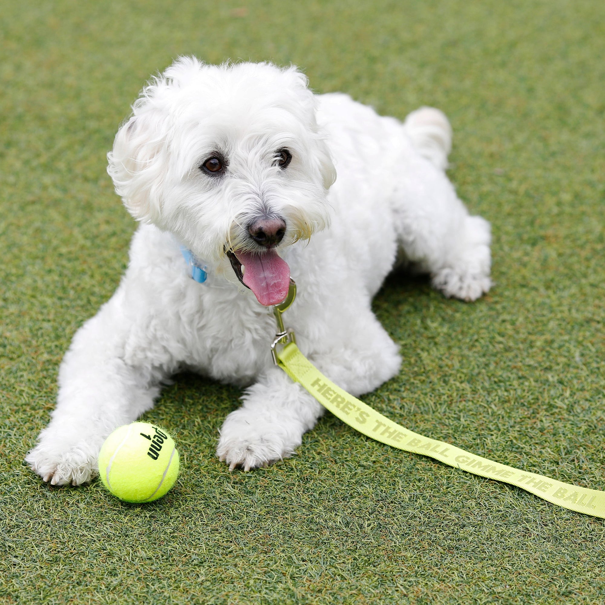 Give Me Ball Dog Leash