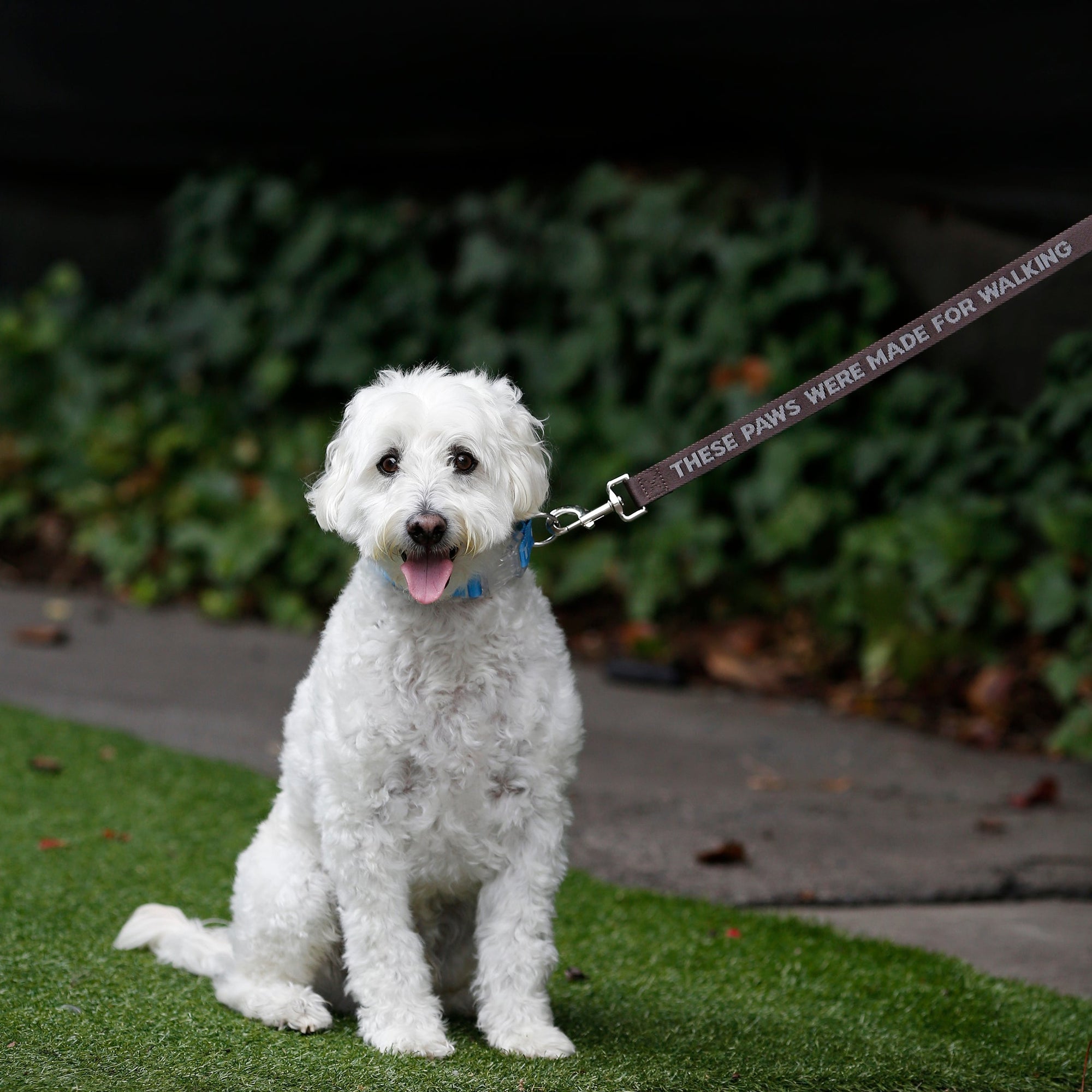 These Paws Dog Leash