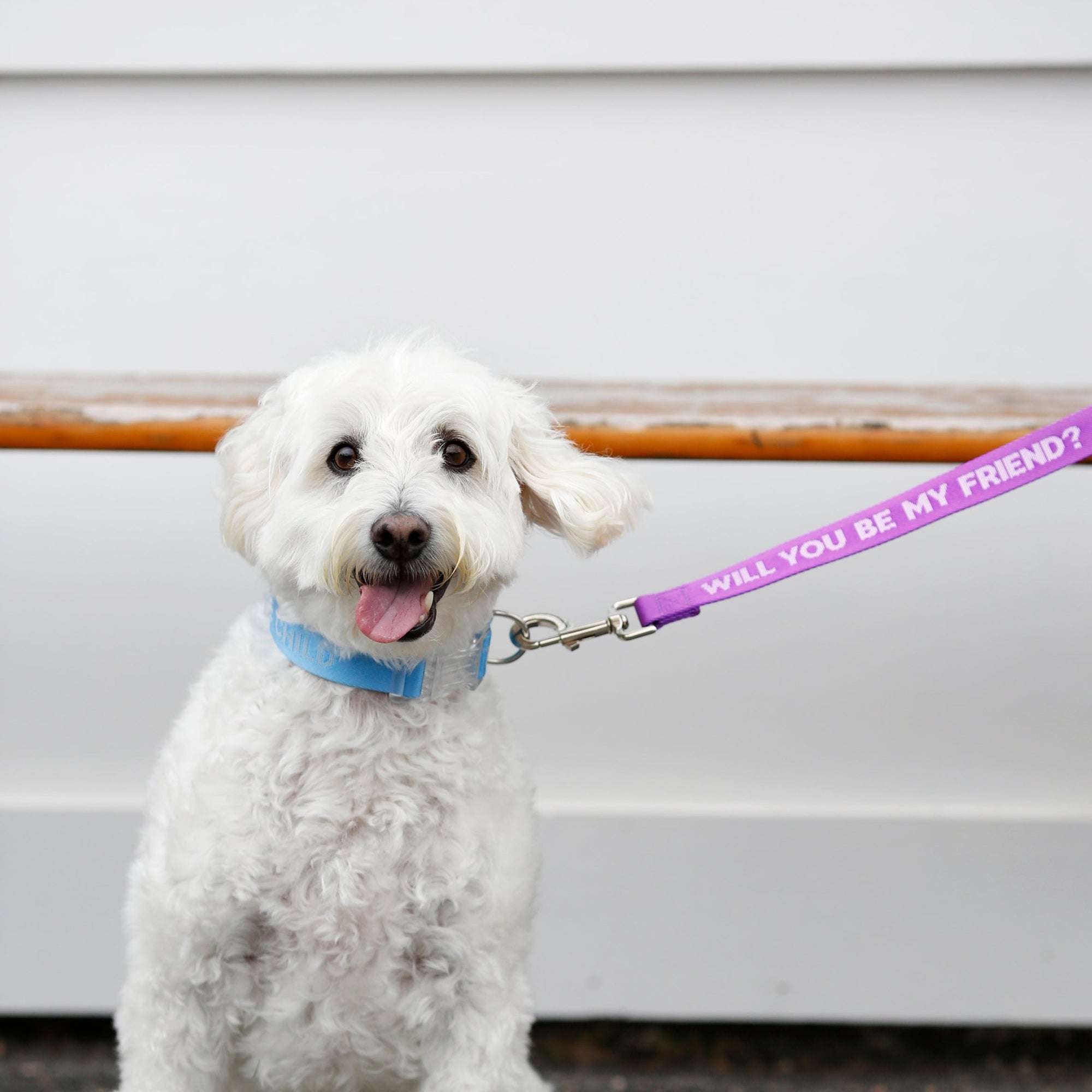 Be My Friend Dog Leash