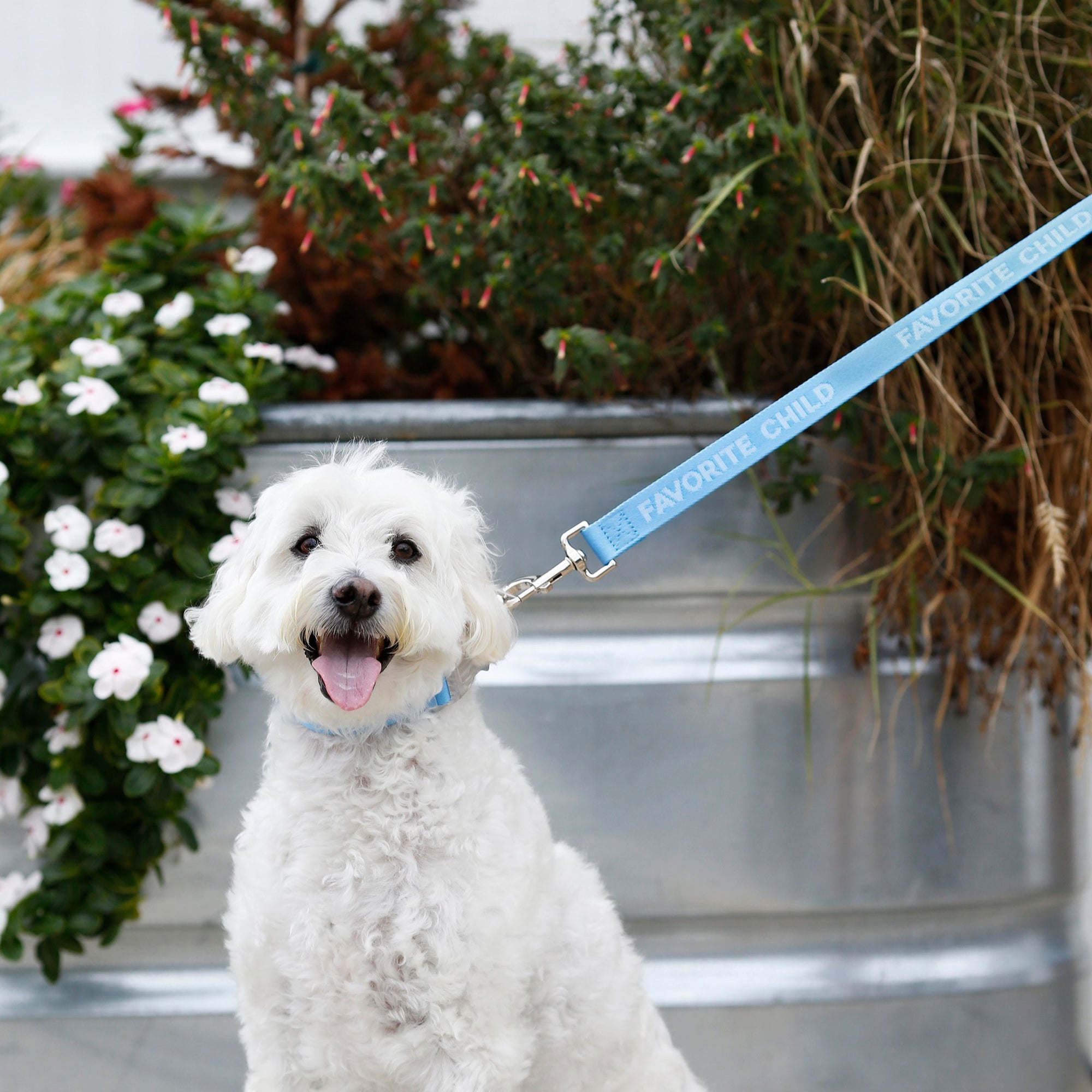 Favorite Child Dog Leash - Sky Blue