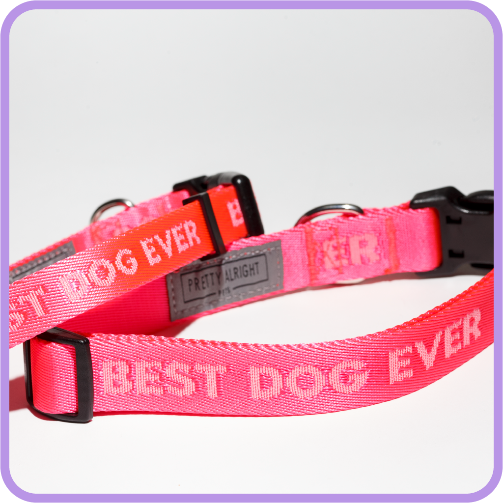 Best Dog Ever (Pink) Dog Collar